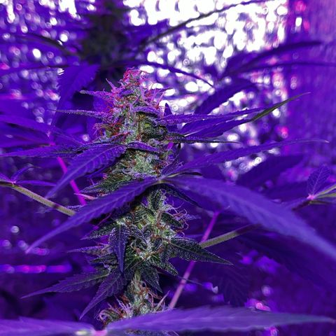 AutoBlueDream LST growlog timeline photo