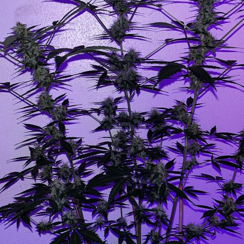 AutoBlueDream LST growlog timeline photo