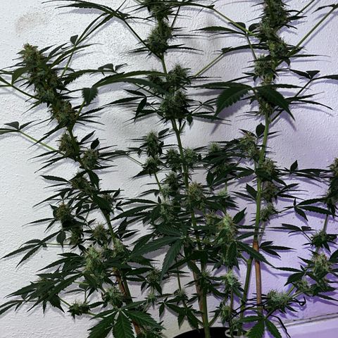 AutoBlueDream LST growlog timeline photo