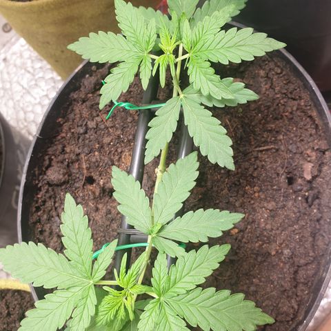 Cherry zoap 1 2024 growlog photo