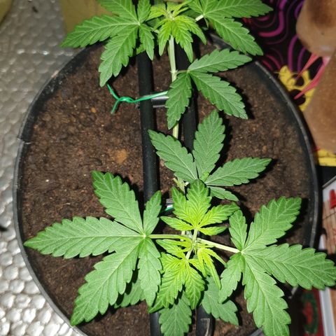 Cherry zoap 1 2024 growlog photo