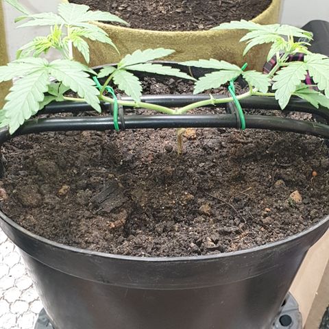 Cherry zoap 1 2024 growlog timeline photo