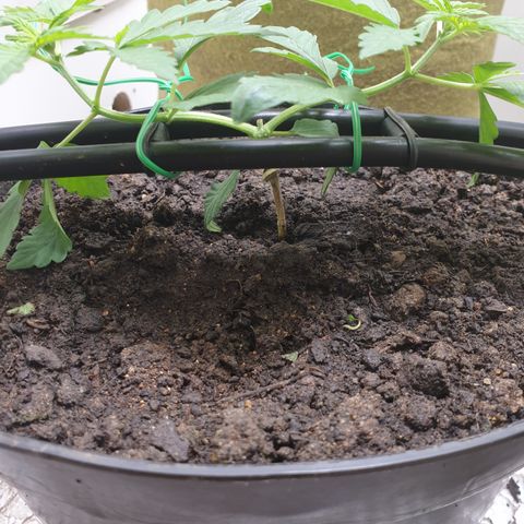 Cherry zoap 1 2024 growlog timeline photo
