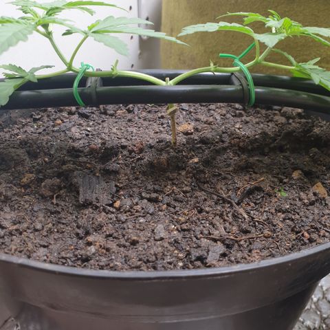 Cherry zoap 1 2024 growlog timeline photo