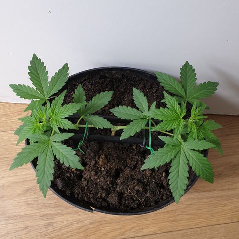 Cherry zoap 1 2024 growlog timeline photo
