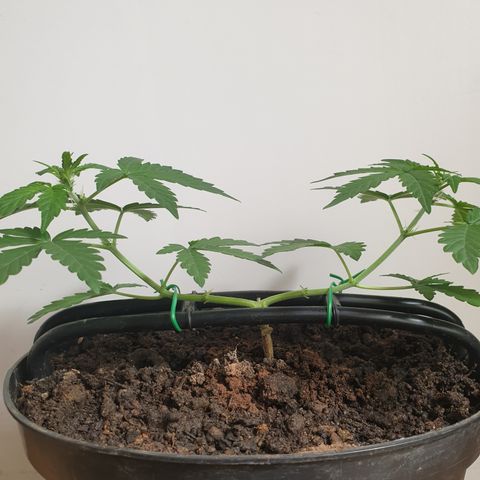 Cherry zoap 1 2024 growlog timeline photo