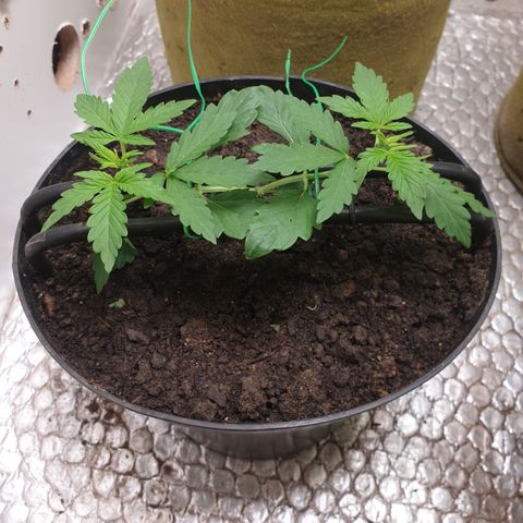 Cherry zoap 1 2024 growlog timeline photo
