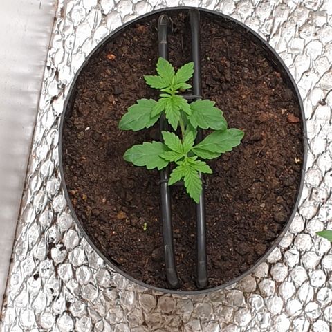 Cherry zoap 1 2024 growlog timeline photo