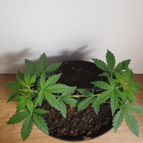 Cherry zoap 1 2024 growlog photo