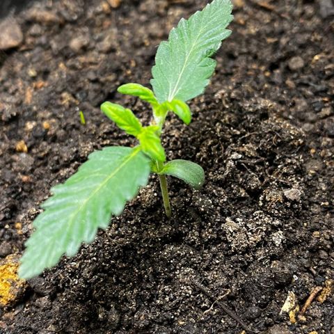 Cherry zoap 1 2024 growlog photo