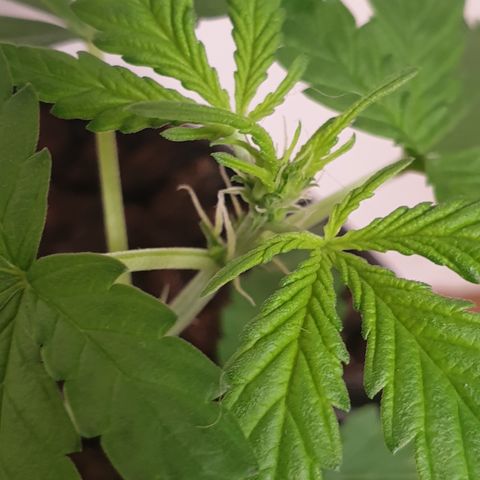 Cherry zoap 1 2024 growlog photo