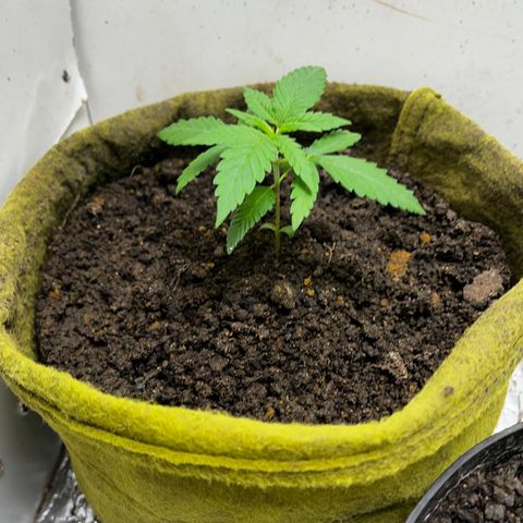 Purple kush 1 2024 growlog timeline photo