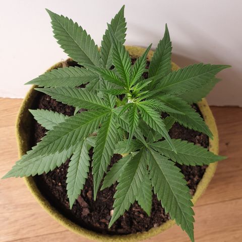 Purple kush 1 2024 growlog timeline photo