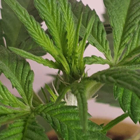 Purple kush 1 2024 growlog timeline photo