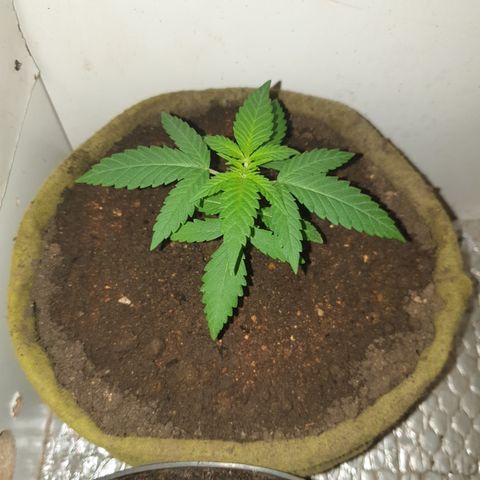 Purple kush 1 2024 growlog timeline photo