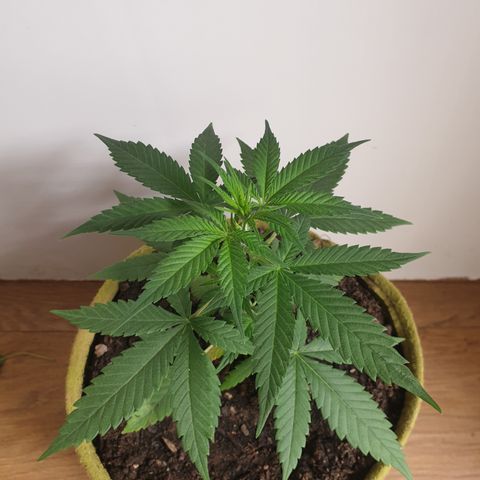 Purple kush 1 2024 growlog timeline photo