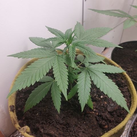 Purple kush 1 2024 growlog timeline photo