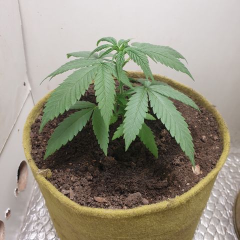 Purple kush 1 2024 growlog timeline photo