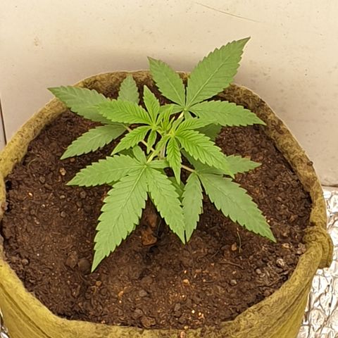 Purple kush 1 2024 growlog timeline photo
