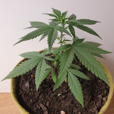 Purple kush 1 2024 growlog timeline photo