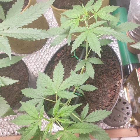 Cherry zoap 1 2024 growlog timeline photo