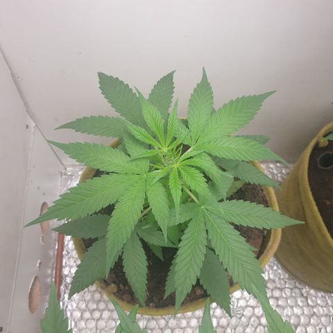 Purple kush 1 2024 growlog timeline photo
