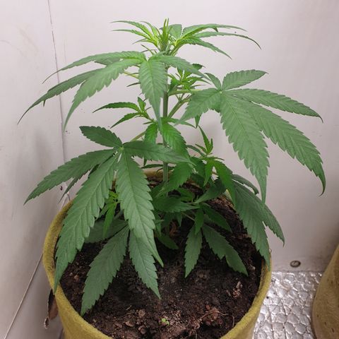Purple kush 1 2024 growlog timeline photo