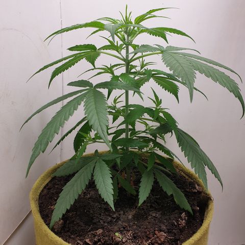 Purple kush 1 2024 growlog timeline photo