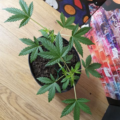 Cherry zoap 1 2024 growlog timeline photo