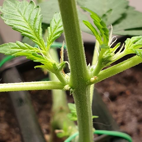 Cherry zoap 1 2024 growlog timeline photo