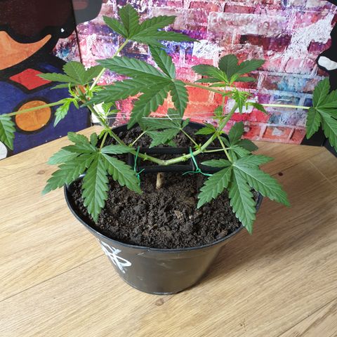 Cherry zoap 1 2024 growlog timeline photo
