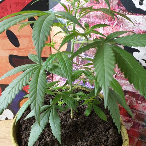 Purple kush 1 2024 growlog timeline photo