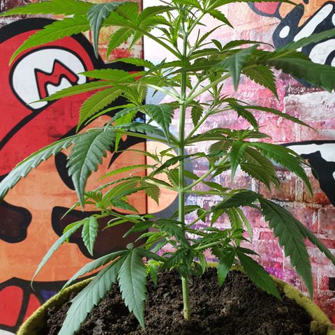 Purple kush 1 2024 growlog timeline photo