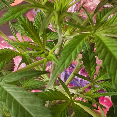 Purple kush 1 2024 growlog timeline photo