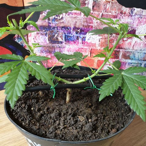 Cherry zoap 1 2024 growlog timeline photo