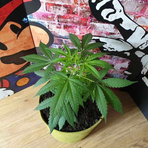 Purple kush 1 2024 growlog timeline photo