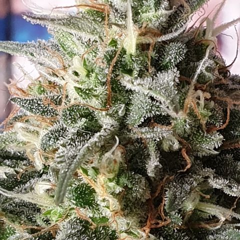 Straw banana 1 2024 growlog in GGG🇬🇧