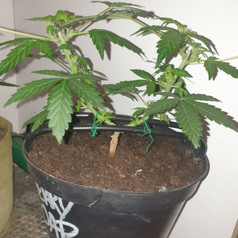 Cherry zoap 1 2024 growlog timeline photo