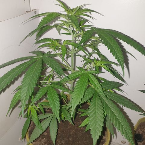 Purple kush 1 2024 growlog timeline photo