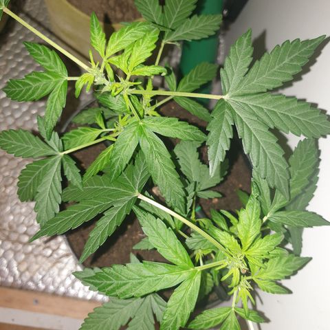 Cherry zoap 1 2024 growlog timeline photo