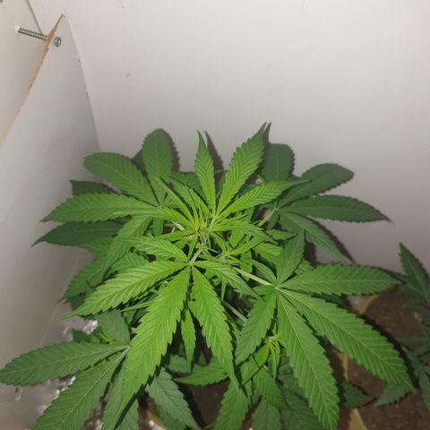 Purple kush 1 2024 growlog timeline photo