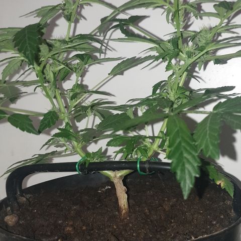 Cherry zoap 1 2024 growlog timeline photo