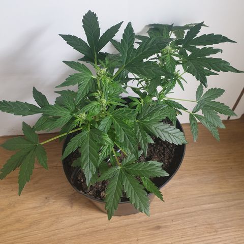 Cherry zoap 1 2024 growlog timeline photo