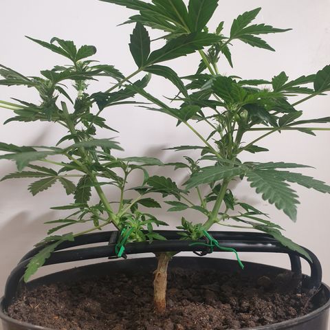Cherry zoap 1 2024 growlog timeline photo