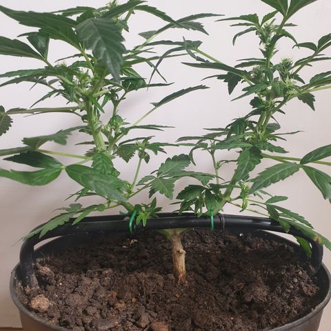 Cherry zoap 1 2024 growlog timeline photo