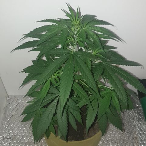 Purple kush 1 2024 growlog timeline photo