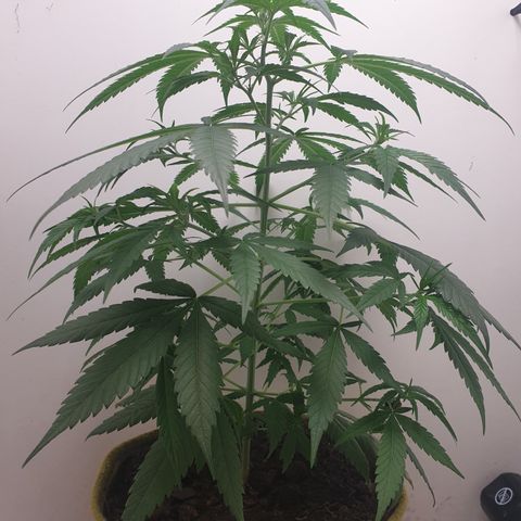 Purple kush 1 2024 growlog timeline photo