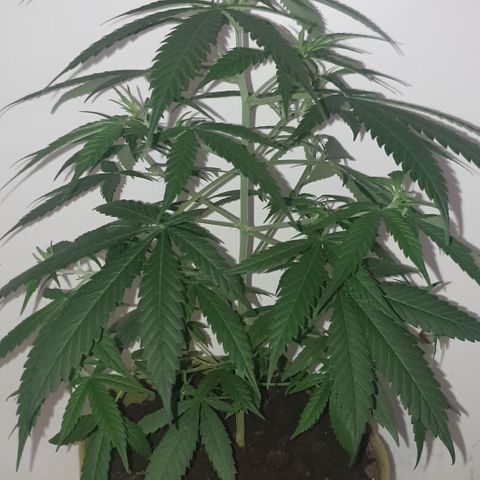 Purple kush 1 2024 growlog timeline photo