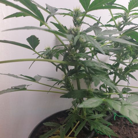 Cherry zoap 1 2024 growlog timeline photo