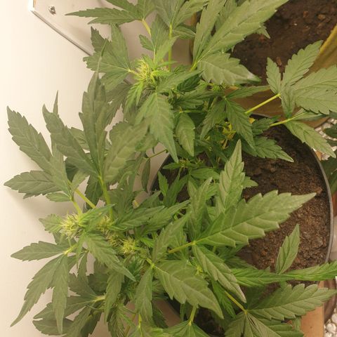 Cherry zoap 1 2024 growlog timeline photo